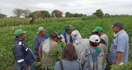Piura: Fortalecen control de enfermedades del algodón y otros cultivos