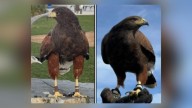 SoFi Stadium hawks used to deter other birds during games stolen