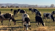 Chihuahua, estado clave en la producción de leche en México; aporta el 9% del volumen nacional