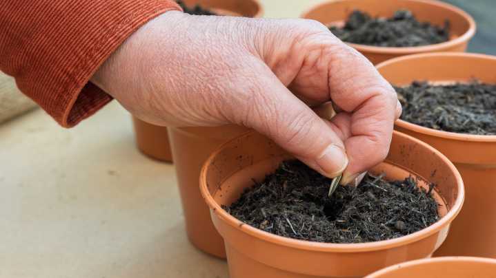 The Unique Type Of Sunflower That Thrives When Grown In Containers