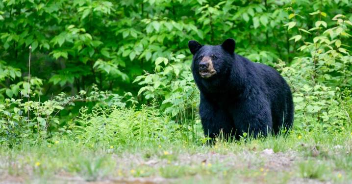 Conservationists file lawsuit to stop black bear hunt in Florida, first in a decade