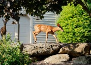 Syracuse killed 137 deer in neighborhoods last year, second most since 2019