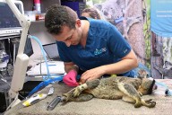Australia approves world-first vaccine to save koalas from chlamydia