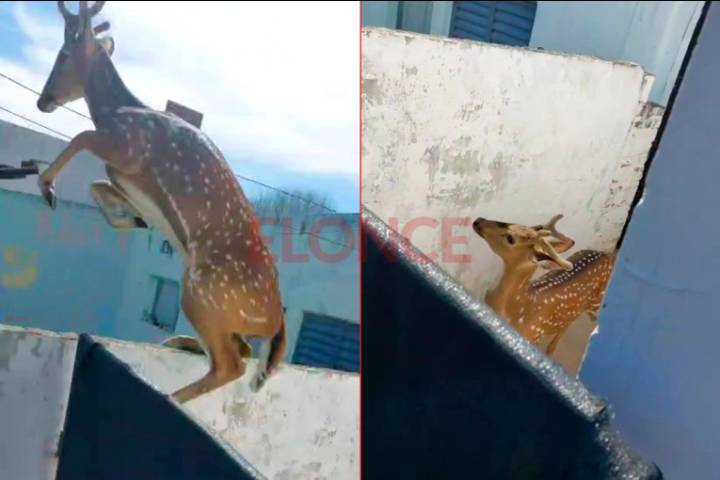 Video: un ciervo sorprendió a vecinos en Toma Nueva en Paraná