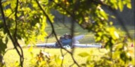 Plane crash near WNC elementary school leaves no survivors, officials say
