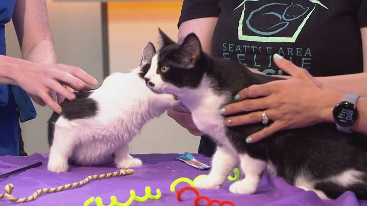Nine Lives Gala: 'Paw-fect' way to support Seattle animal
