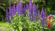 How And When To Divide Salvia For Thriving, Long