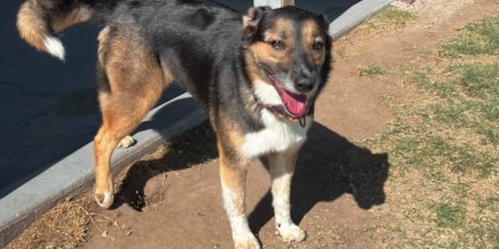 Dogs adopted at Pratt Humane Society after euthanasia warning