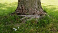 The Overlooked Downsides To Planting Grass Over Exposed Tree Roots