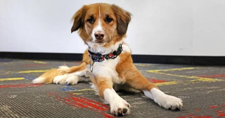When Hurricane Helene struck, a puppy from western NC found a home at High Point's baseball stadium