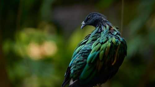 Biotech firm announces 'pivotal step' in effort to bring back the dodo