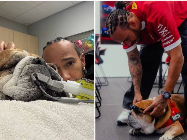 Lewis Hamilton devastado: su perro está en coma