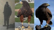 SoFi Stadium hawks used to deter other birds stolen, police say