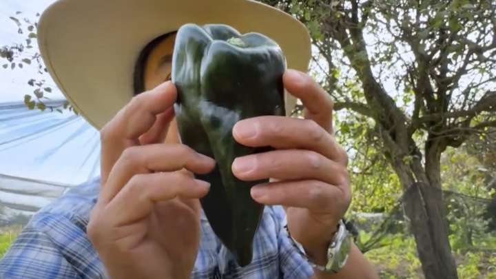 Chile Poblano: Productores Enfrentan Competencia de Versión 'Pirata'
