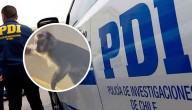 "Potencialmente peligroso": denuncian que mono incautado a banda narco está desaparecido