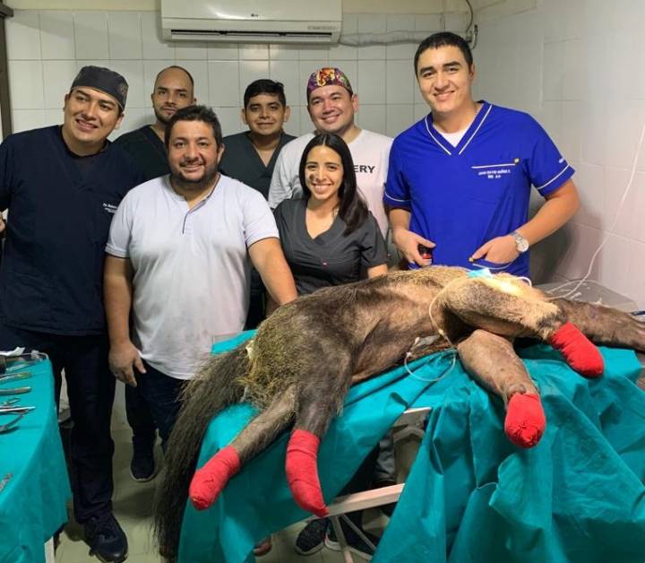 Oso hormiguero rescatado en la vía, fue operado por profesores unitropistas