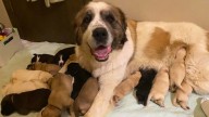 Minnesota Dog Mom Ends Up Raising 17 Puppies After Adopting Orphans As Her Own