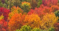 Climate change is reshaping North Carolina’s fall colors :: WRAL.com