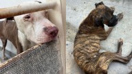 Presunto maltrato animal podría sumarse a juicio político en contra del alcalde Jesús Nava