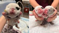 Texas Puppy’s Head Doubles Overnight Leaving Rescuer Shaken Until Vets Explain Why