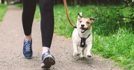 Vet settles debate on how many times you should actually walk dog per day
