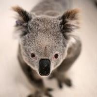 Australia approves chlamydia vaccine for koalas
