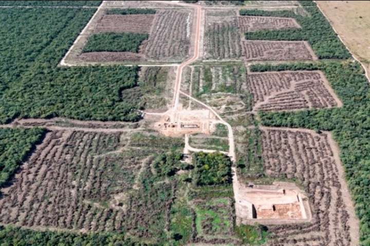 Frenaron un desmonte ilegal de 50 hectáreas en el norte santafesino