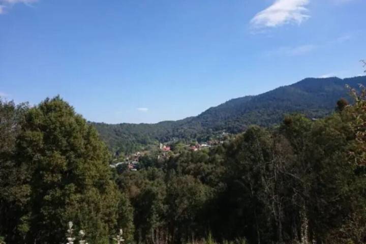 Parque Nacional El Chico: ¿Cuál es el avance del saneamiento del bosque?