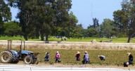 Más de 1 millón de inmigrantes dejan trabajos en EE.UU. en 2025: redadas de ICE provocan escasez de mano de obra en granjas y obras