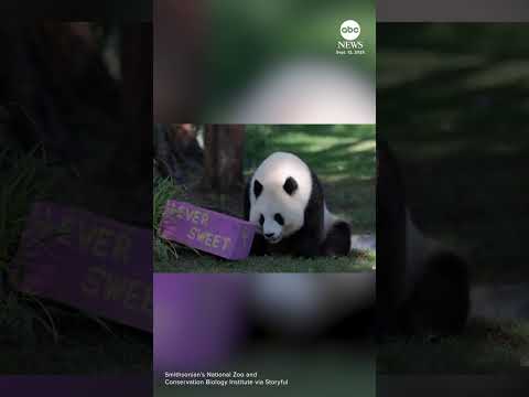 Zoo throws birthday party for giant panda