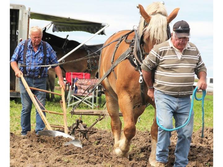Conditions 'fantastic' for Lambton Plowing Match | The Stratford Beacon Herald