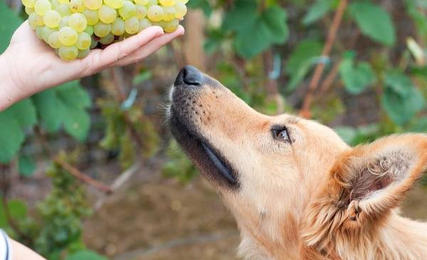 Por qué los perros no pueden comer uvas ni pasas
