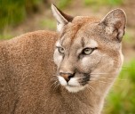 State Says Unlikely a Mountain Lion is Roaming Around Ocean County College