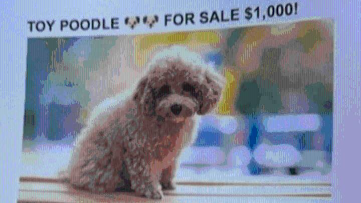 Cambridge warns residents about 'toy poodle' extortion scam
