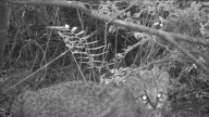 Registran presencia de felino en estado vulnerable en Reserva Nacional Los Queules