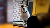 Texas Couple Rescues A Stray, But He’s Too Afraid To Step Inside