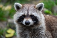 Raccoon tests positive for rabies in Washington County