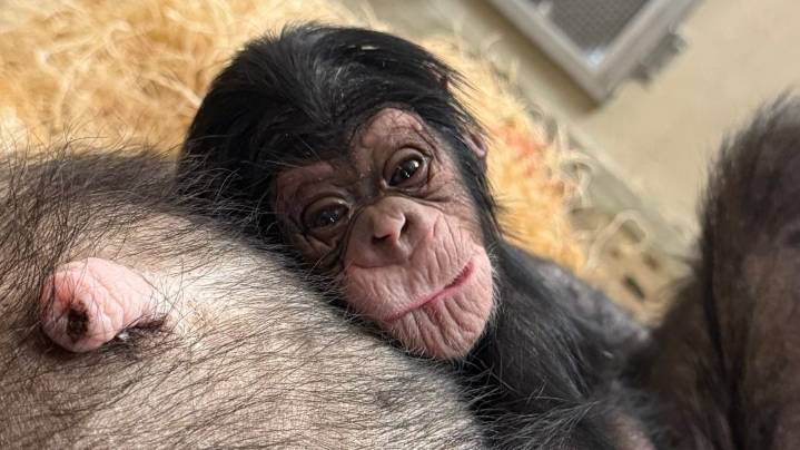 Detroit Zoo’s newborn chimp named Nakili: What it means