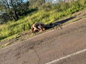 Eran cinco cuerpos abandonados en La Concha: Fiscal zona occidente