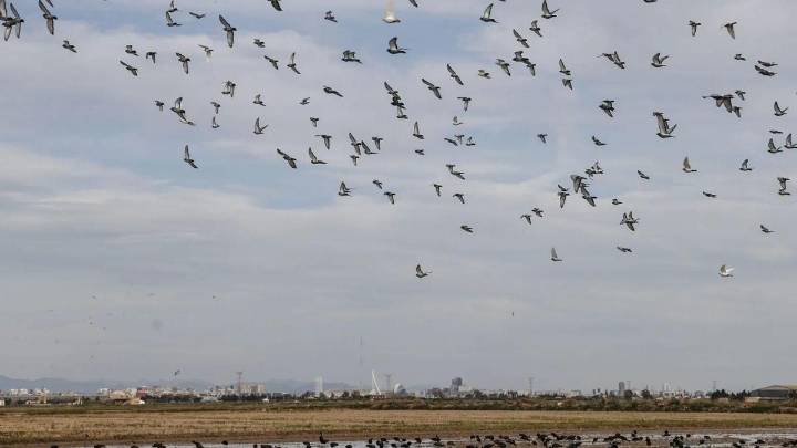 El Parque Natural de la Albufera de Valencia recibe cada año toneladas de pesticidas