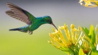 Ni jazmín ni lavanda: las plantas que debes sembrar en septiembre si quieres tener un jardín con colibríes