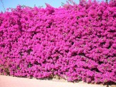La planta trepadora ideal para septiembre y octubre: estalla en flores y cubre cercos