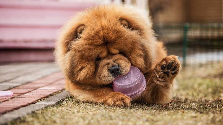 10 Laziest Dog Breeds That Make Ideal Cuddle Buddies