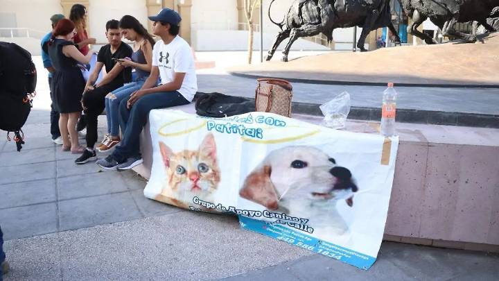 Piden justicia para Nube, perrita que falleció embestida por toro en el segundo Encierro Sanmarqueño de la Uva