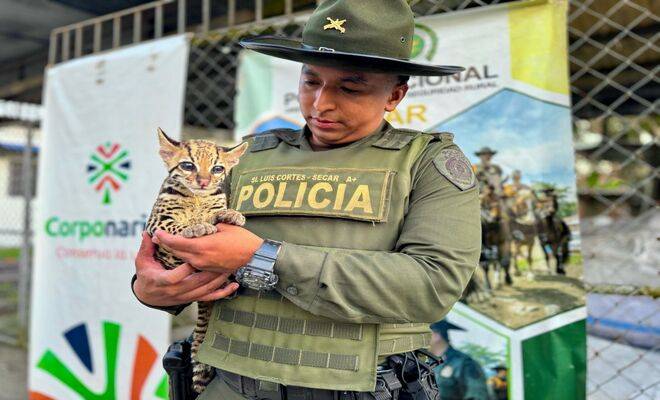 Rescate de fauna silvestre en Nariño y Putumayo