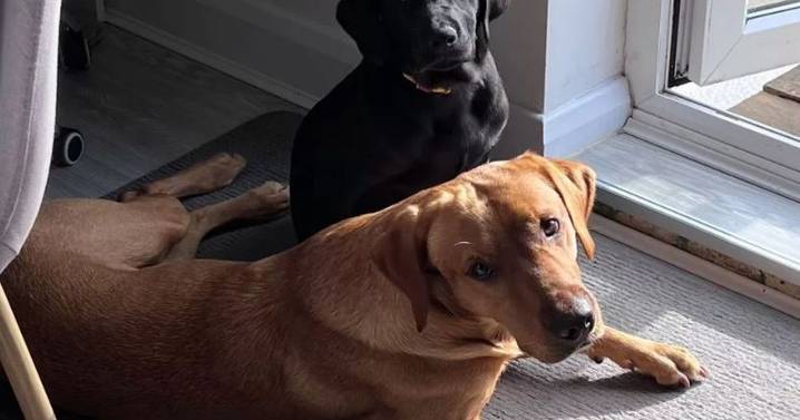 10 dog breeds with biggest risk of ear infections as owners warned 'act now'