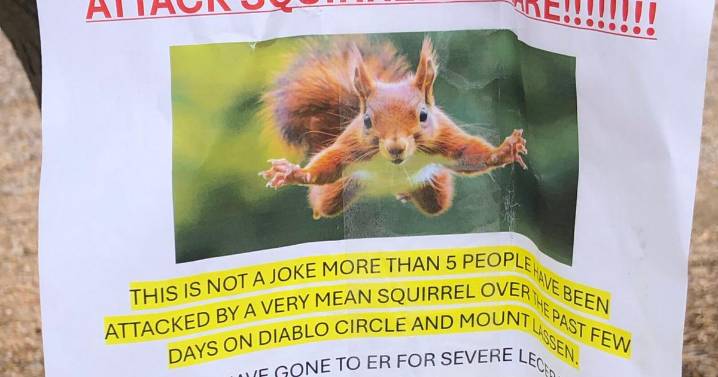 'Very mean squirrel' seeking food has sent at least 2 people to the ER in a California city