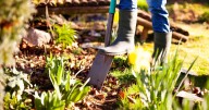 Gardening expert shares plants to add now for winter colour in your outdoor space