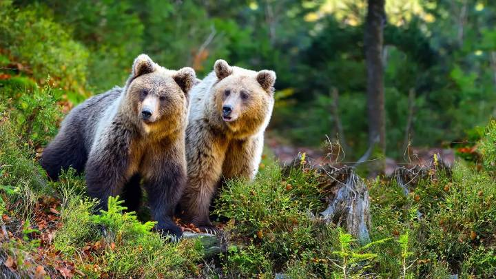 Florida reabre la caza de osos tras una década de prohibición