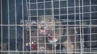 'They're all doing really good' | All animals rescued from Gatesville home after animal cruelty arrests